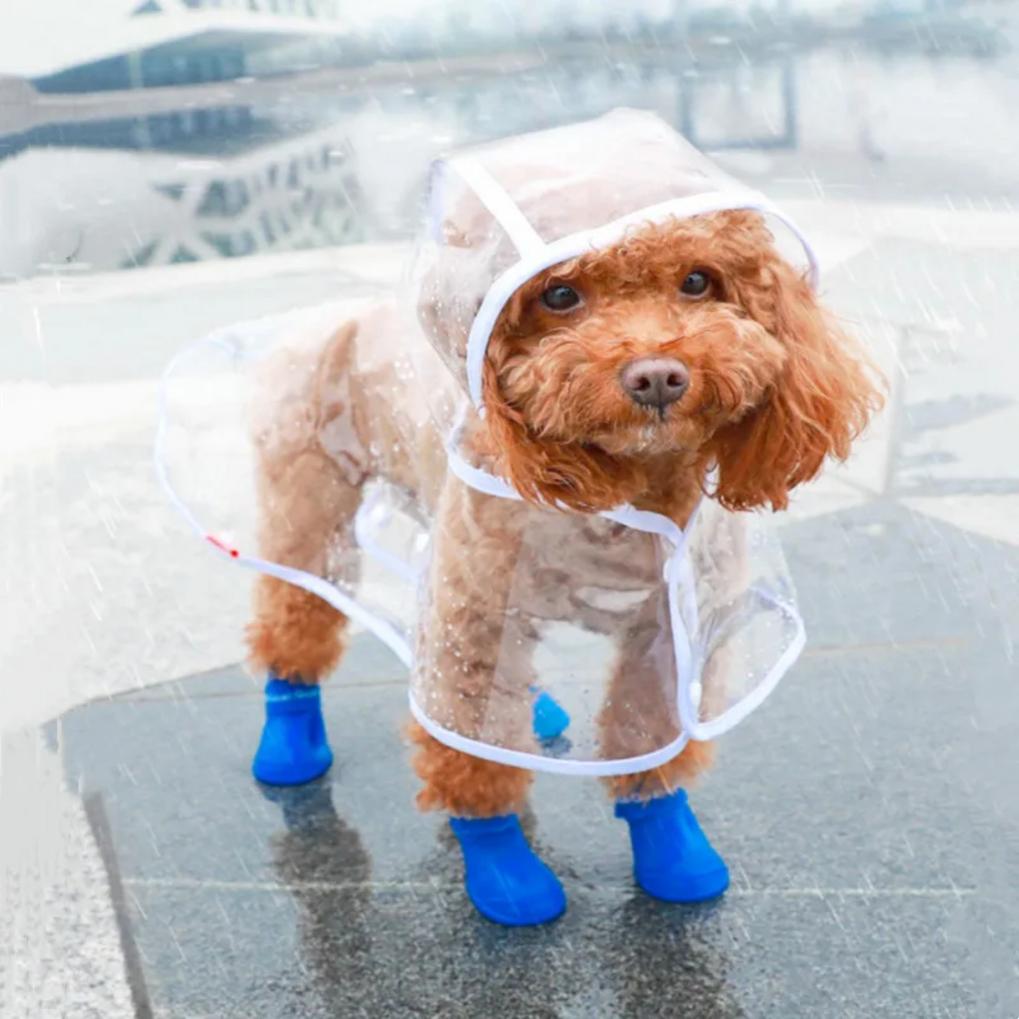 Honden Regenjas Doorzichtig