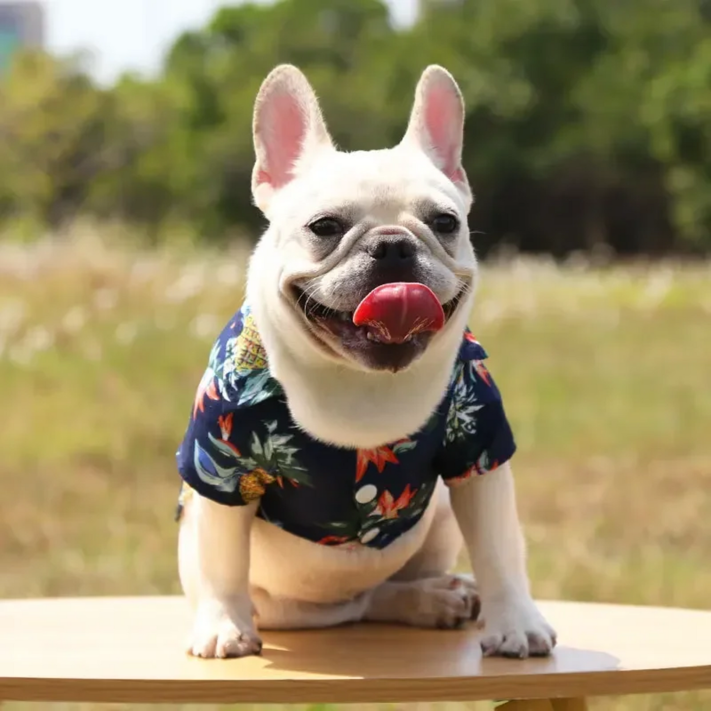 Hawaii Blouse voor Hond of Kat